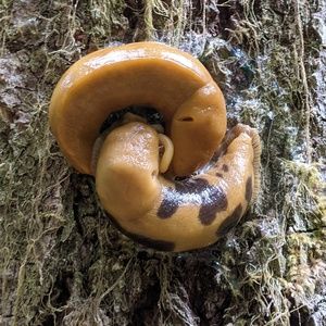 Meet your Posher, Joseph